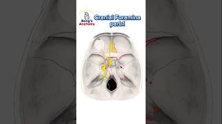 Cranial foraminaPart1 anatomy cranialnerves cranium bones nerve drawing medicalstudent [upl. by Raffo927]