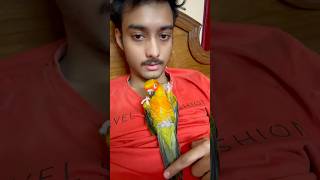 Mini vlogs with birds 🦜birds sunconurebird birdslover shortsfeed minivlog [upl. by Golanka35]