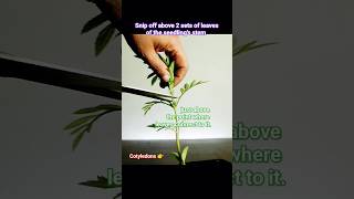 How to make Marigold Plant to get bushy shape and more flowers marigold flowers plantcare [upl. by Aticnemrac]