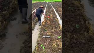 Easy Irrigation methods you must master irrigation garden vitnam africa america agriculuture [upl. by Hogg]