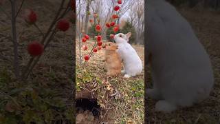 Cute rabbit 🐇 eating Berrys 🍓 bunny rabbit shorts cute shortvideo [upl. by Sims]