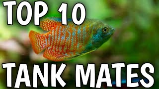 Dwarf gourami tank mates  What fish pair well with dwarf gourami  Dwarf gourami [upl. by Ahsenre]