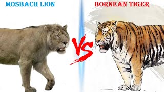 Bornean Tiger VS Mosbach Lion  Mosbach Lion VS Bornean Tiger Who Would Win [upl. by Beverlee198]