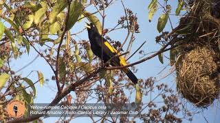 Yellow rumped Cacique Cacicus cela [upl. by Notslah]