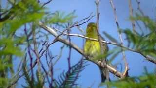 Canary Islands wild canary [upl. by Rina752]