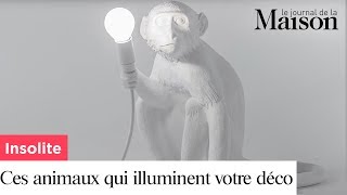 Insolite  ces mystérieux animaux illuminent votre déco [upl. by Ahsiret]