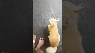 Cat imitates owners limping in Jakarta [upl. by Creigh]