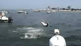 Tarpon Jumps in Boat [upl. by Anigroeg606]