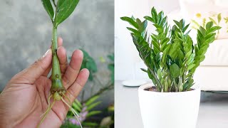 How to grow Zzplant from cuttings  zz plant propagation [upl. by Ordnasil176]