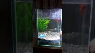 betta aquriam setup akuriam fish colour fish goldfish guppy [upl. by Joyce519]