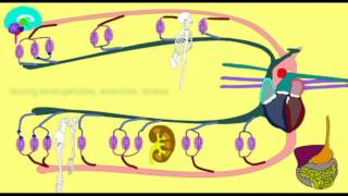 VASOCONSTRICTION DIRECTING BLOOD FLOW [upl. by Kcirre]