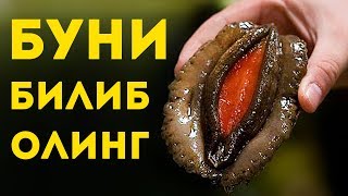 БИЗДАН НИМАНИ ЯШИРИШАДИ  ТОП 10 ФАКТЛАР  QIZIQARLI DUNYO [upl. by Annaicul697]