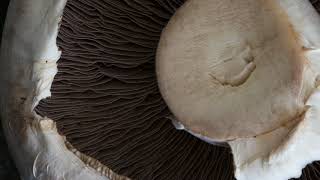 Mushroom under the microscope [upl. by Sidwel]