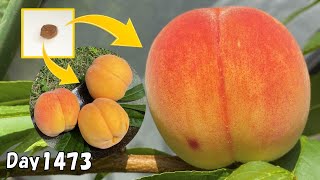 食べた桃の種を植えたら、約4年後に甘すぎる桃がたくさん収穫出来た！ How to grow peaches from seed [upl. by Goldwin886]