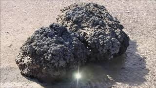 Stromatolites in Hamelin Pool Documentary Australia Jan 9 2020 [upl. by Candice]