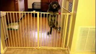 Maltipoo jump over gate [upl. by Ayrb]