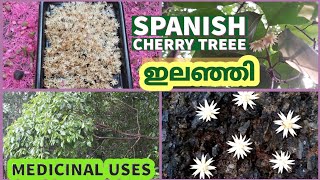 Spanish Cherry Tree Mimusops Elengi ഇലഞ്ഞി  Bullet Wood [upl. by Aerb441]