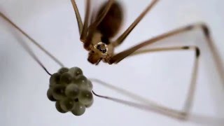 Baby Spiders first catch Mosquito [upl. by Ilana]