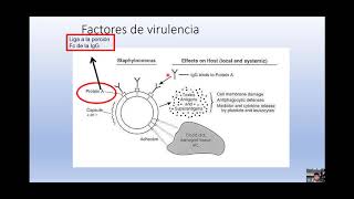 Enfermedades clínicas Staphylococcus 14 [upl. by Silvia354]