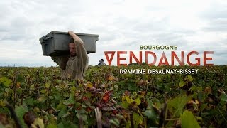 Vendanges en Bourgogne  Domaine DesaunayBissey [upl. by Nari]