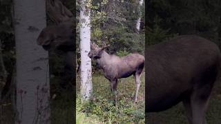 “JawDropping Moose Encounter Up Close”wildlifemooseanimalsswedennatureshortsviralvideo [upl. by Eirrotal498]