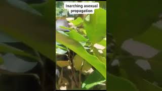 Inarchingasexual propagation of EVIARC Jackfruits [upl. by Calendre]