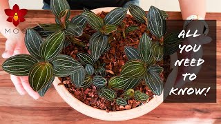 Do THIS with Jewel Orchids  Basic Houseplant Care for Beginners [upl. by Enela577]