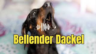 Dackel Hundegebell  So klingt ein bellender Dackel [upl. by Namdor]