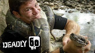 Steve STRANGLED By A Boa Constrictor  Deadly 60  BBC Earth Kids [upl. by Eaj]