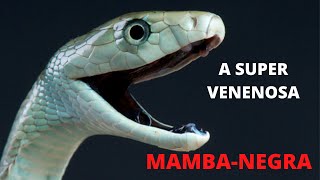 MAMBA NEGRA  UMA DAS SERPENTES MAIS TEMIDAS E VENENOSAS DO MUNDO [upl. by Yasmar]