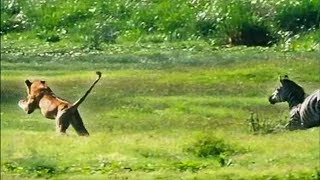 A Lion Ambushes a Zebra  Be An Animal  BBC Earth [upl. by Lemcke]