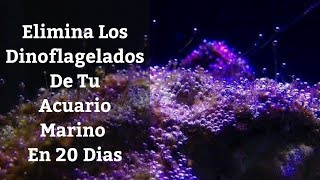 🔵 Elimina Los Dinoflagelados De Tu Acuario Marino En 20 Dias Acuarios MB [upl. by Malkah]