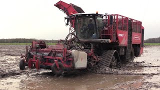 CichoreiBieten oogst 2024  Vervaet Q 616 op rupsen  Fendt 724 met Bergmann RRW 400  Tracks  wet [upl. by Alan]