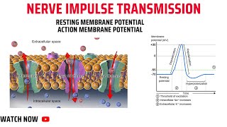 Nerve Impulse TransmissionResting Membrane PotentialAction Membrane Potential [upl. by Navada]