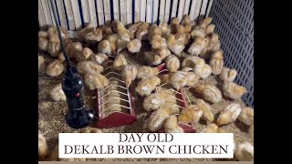 Dekalb Brown Chicken Day Old [upl. by Ttam627]