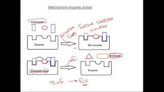 2 Mechanism Of Enzyme Action [upl. by Ahsekin504]