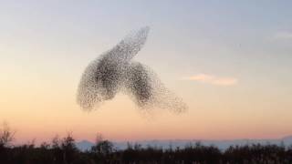 Flock of Birds Create Beautiful Shapes in Sky [upl. by Llertak742]