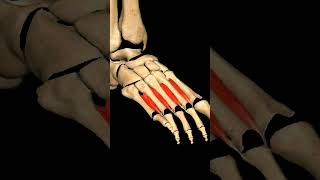 Phalanges muscles movement of Phalanges anatomy skeletal animation science shorts [upl. by Rebah]