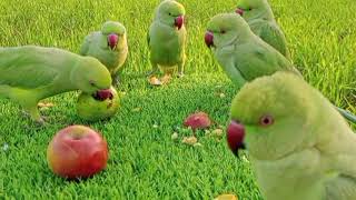 Parrot Videos Compilation  Green Parrot Talking Natural Sounds  Tote Ki Awaaz [upl. by Jourdan]