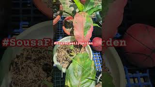 Unboxing Rare Anthurium Collection Botanical Bliss by sousafamilygarden [upl. by Aneri]