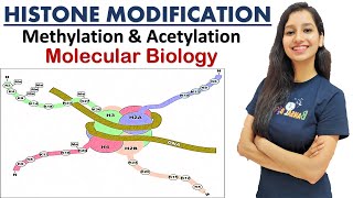 Histone Modification I Methylation I Acetylation Molecular Biology CSIRNET GATE IITJAM DBT ICMR ICAR [upl. by Rhoads]