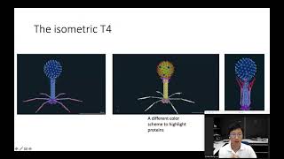 Bacteriophage T4 Atomistic Model Structural Biology Background [upl. by Bust]