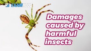 Damages Caused by Harmful Insects [upl. by Nylirem]