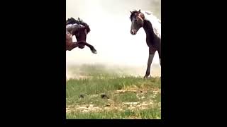 Wild horses fighting like viewsviralvideosubscribersgrow [upl. by Cori]