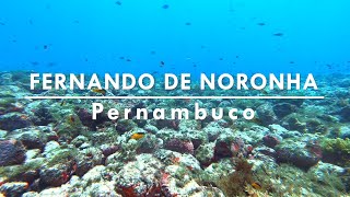 MERGULHOS NA ILHA DE FERNANDO DE NORONHA O Fundo Do Mar Mais Espetacular Do Brasil \o [upl. by Vachel]