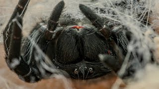 Velvet spider feedings Gandanameno sp [upl. by Jermyn]