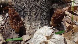 Morel Mushroom Species Part1 Eastern Black Morels Morchella angusticeps [upl. by Tanberg]