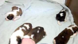 Saint Bernard puppies 2 weeks old [upl. by Aranahs156]