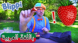 Arabic Blippi  حلقتان من المتعة  افلام اطفال بليبي  برامج اطفال بلي بي  مسلسل و فيديوهات مضحكة [upl. by Trudey]