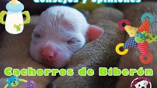 CACHORROS DE BIBERÓN  Consejos cuidados opinión [upl. by Anafetse]